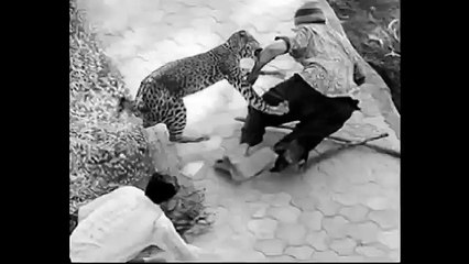 Animal Attack Running Man Jaguar Attacks
