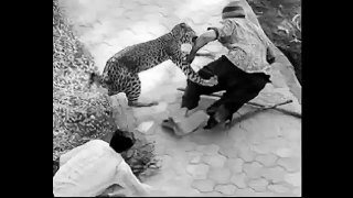 Animal Attack Running Man Jaguar Attacks