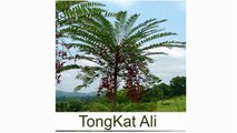 Tongkat Ali Capsules and Powder = Testosterone - Nature's Viagra