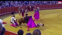 Moment a matador is gored in the buttocks by a raging bull