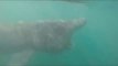 Kayaker Has a Close Encounter With Basking Shark Off Kilkee, Ireland
