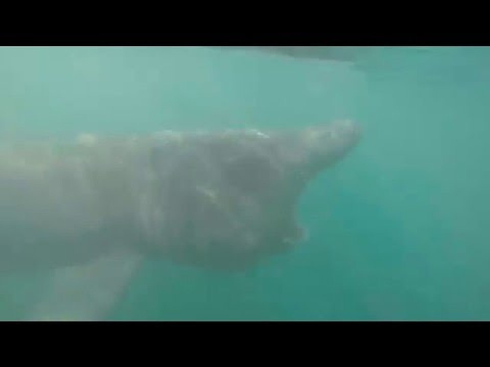 Kayaker Has a Close Encounter With Basking Shark Off Kilkee, Ireland
