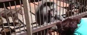 Monkey Surprises Nursery Visitor by Pulling Her Hair