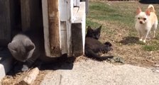 Kitten and Chihuahua Play on the Farm