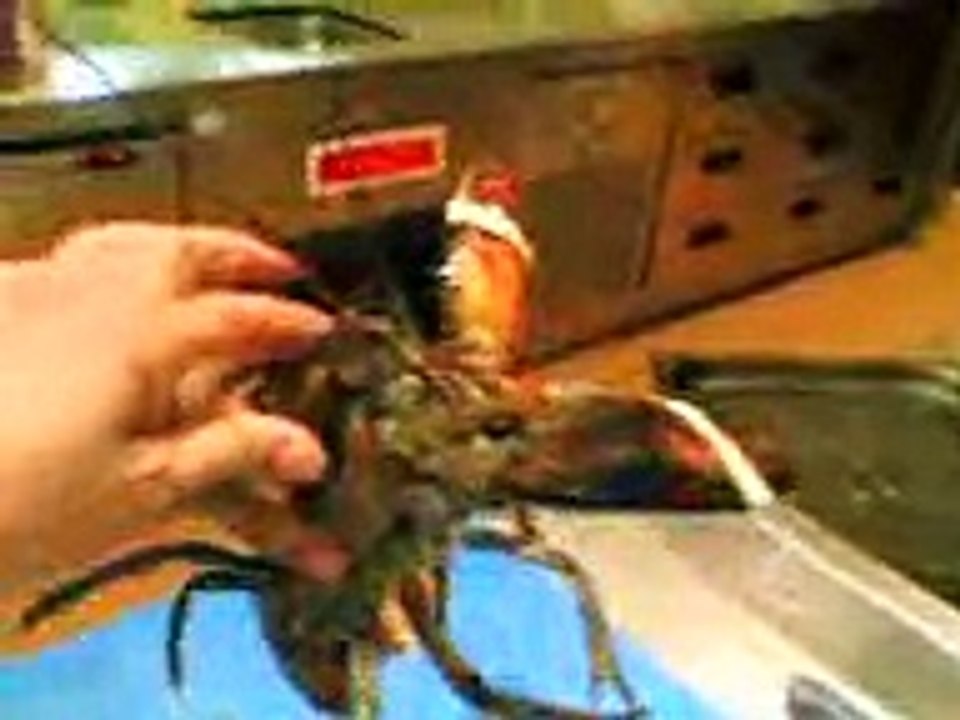Lobster killing