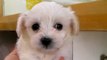 ミックス犬専門　ペットショップＡ－ワンブリード　20130908生まれ　お目目の可愛いチワプーの３兄妹♀1-2