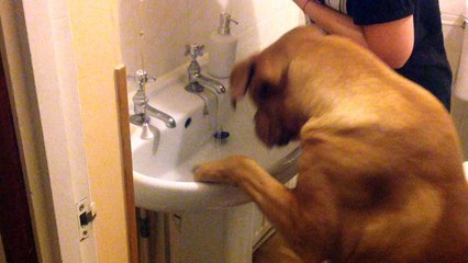 Dogue De Bordeaux Drinking From Me Tap