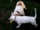 Bull terrier vs bull dog
