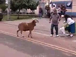 Best WhatsApp Funny Videos In Hindi Ever 2015 - Latest Whatsapp Funny Video Comedy Clips 2016