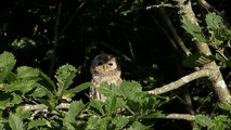 エゾフクロウ幼鳥　道東 Ural Owl