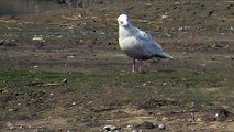 Iceland Gull (larus glaucoides)
