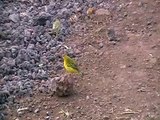 Wild Finches in the Galapagos Islands