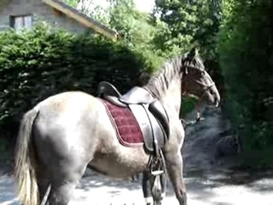 Education poulains juin 2007 094