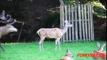 Deer mating Females Deers Jumping trying to mate like humans Funny