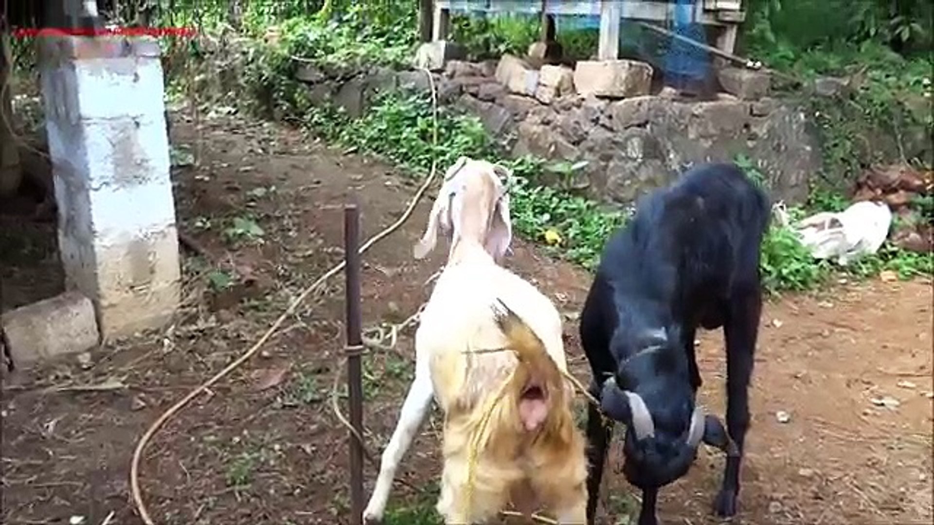 Goat mating - video Dailymotion