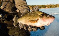 Hook Shots: Giant New Hampshire White Perch