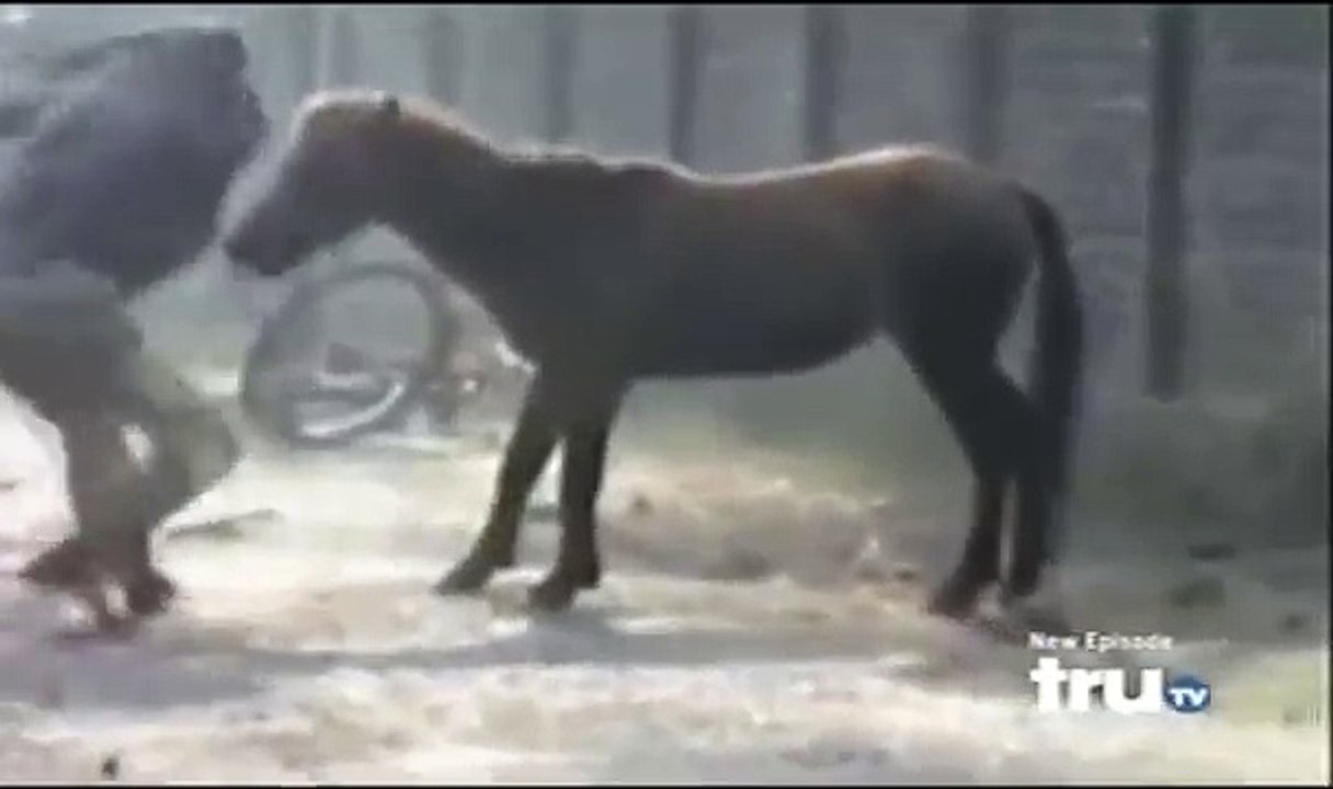 ANIMAL ATTACK - Horse Attacks Guy in Retaliation (MOST DARING)