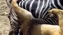 Animals hunting prey crocodile attacks zebra MUST SEE WHEN ANIMALS ATTACK !