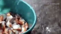 Piranha Fish Attack Human | Piranha Attacks Videos | Animal Attacks Compilation 2016