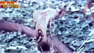 Eagle vs Snake Real Fight - Eagle Attack Snakes Amazing Animal