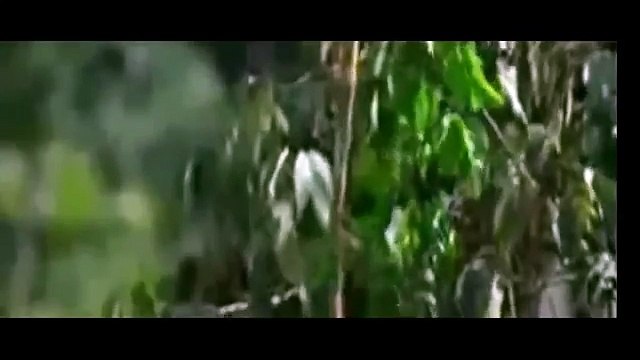 Eagle attacks Wolf, Man, other Animals Animal Attack Video Compilation