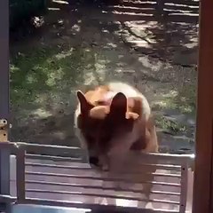 Не перепрыгну так согреюсь. Смешные приколы собаки