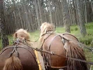 Promenade près de Formiguères en attelage