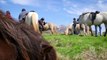Iceland – Viking Horse-Riding and Blue Lagoon Tour