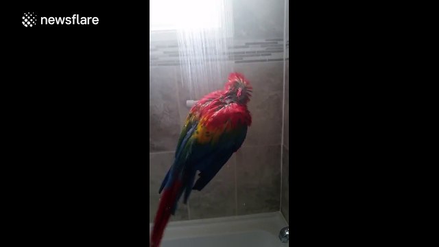 Footage of a parrot taking a shower