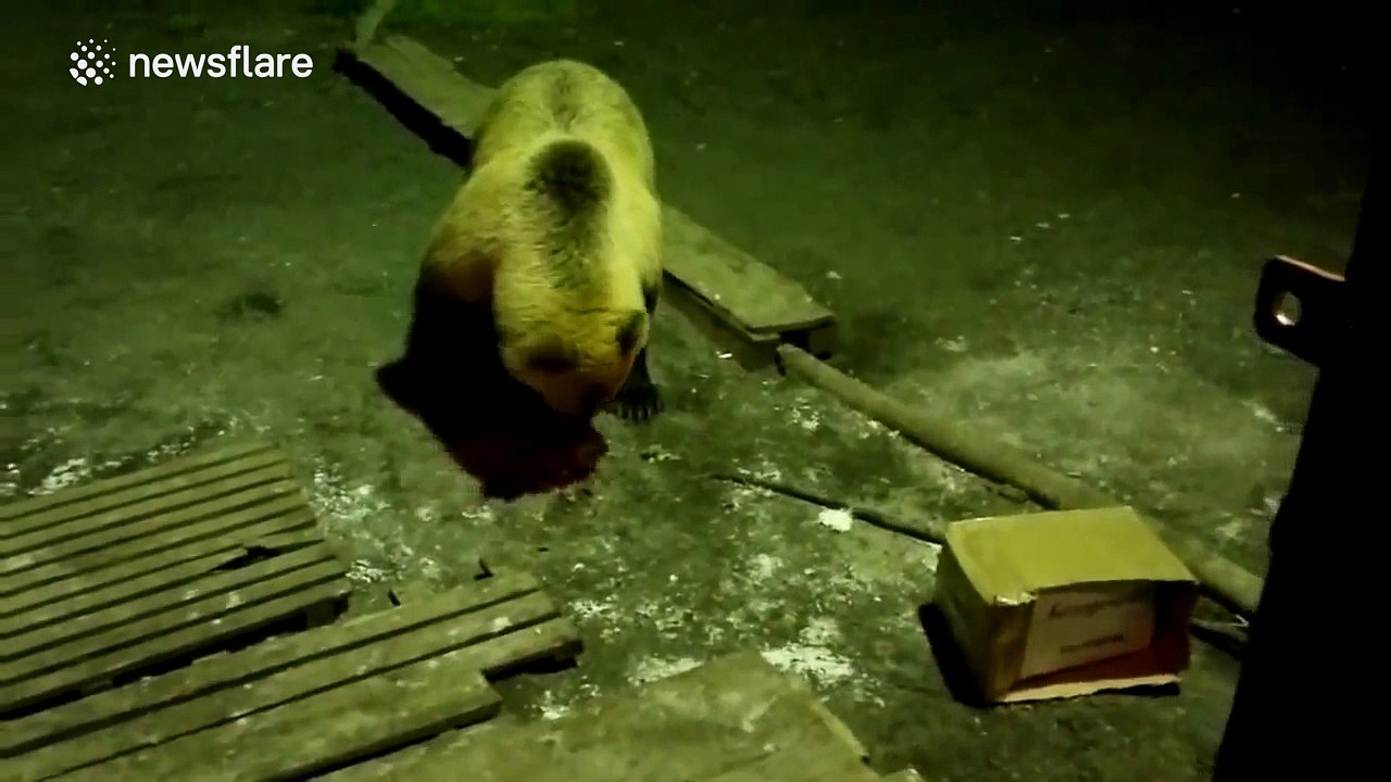 Man hand-feeds a wild brown bear in Siberia