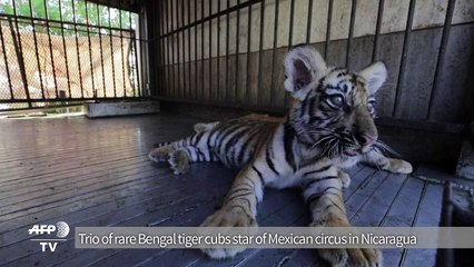 Rare Bengal tiger cubs born in Nicaragua to outlawed circus