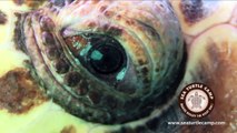 Sea Turtle Camp - Summer Marine Biology Teen Adventure