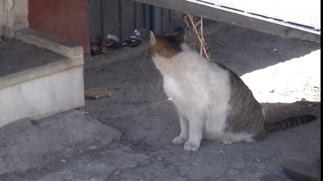 Doğum Sancısı Tutan Kedinin Aile Sağlığı Merkezi Kapısına Dayanması