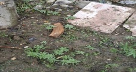 PKK'nın Kullandığı Evin Bahçesinden Hint Keneviri Çıktı