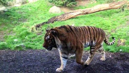 Dublin Zoo wake up call - tiger fight
