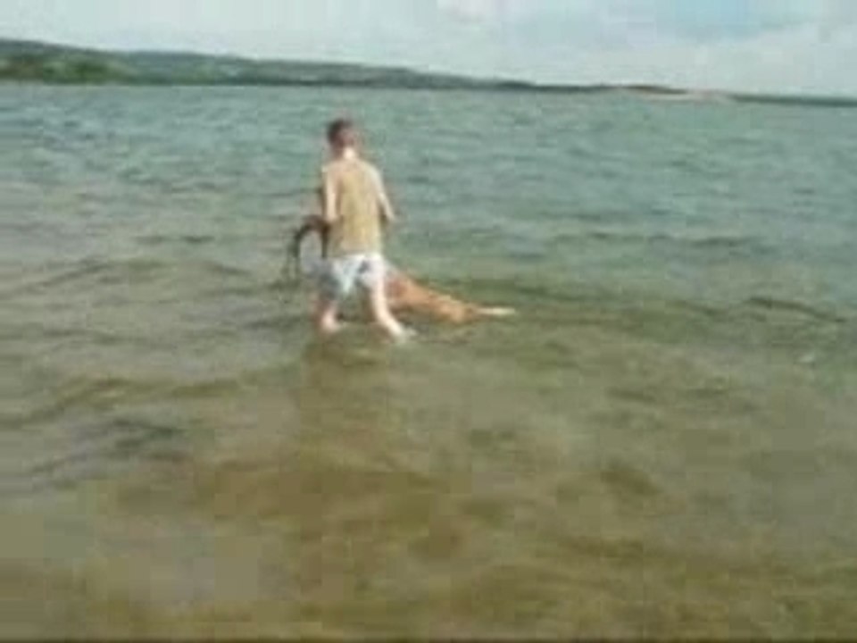Baltik dans le lac