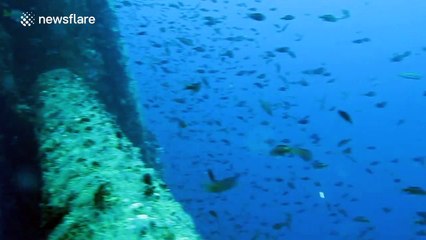The underwater life off a working oil rig is amazing