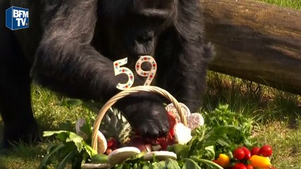 Un gorille du zoo de Berlin fête son 59ème anniversaire