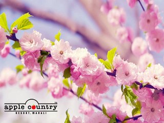 Manali honeymoon packages