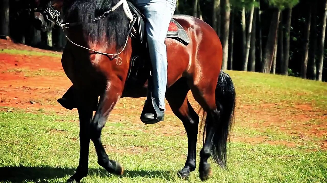 Joseph Fonseca - El Caballito De Palo