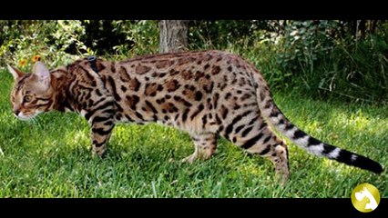 Бенгальский кот – маленькая копия леопарда в вашем доме