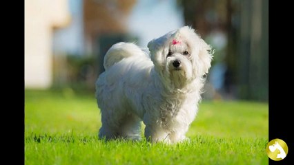 Мальтийская болонка: белоснежная красавица среди собак