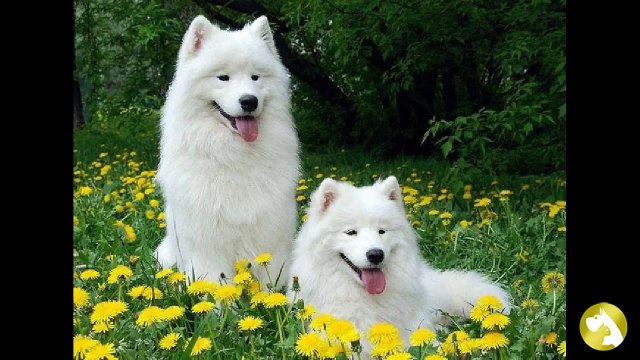 Самоедская лайка – одна из древнейших пород в мире