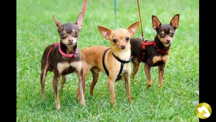 Русский той-терьер – особенности разведения породы