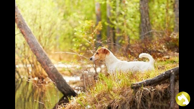 Джек-Рассел терьер – неприхотливый проказник