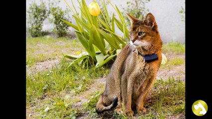 Абиссинская кошка: прекрасные манеры, ум и грациозность