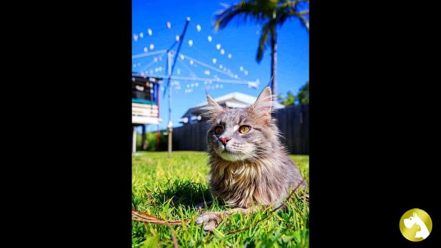 Мейн кун: король домашних кошек