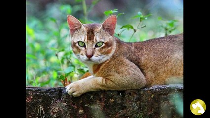 Камышовый кот:  идеальный вариант для любителей экзотики