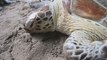 Una treintena de tortugas marinas recuperan la libertad en Bali