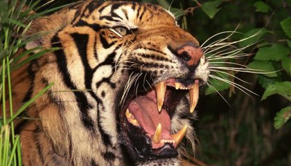 Muhteşem Yırtıcılar - Doğanın En Çok Arananı